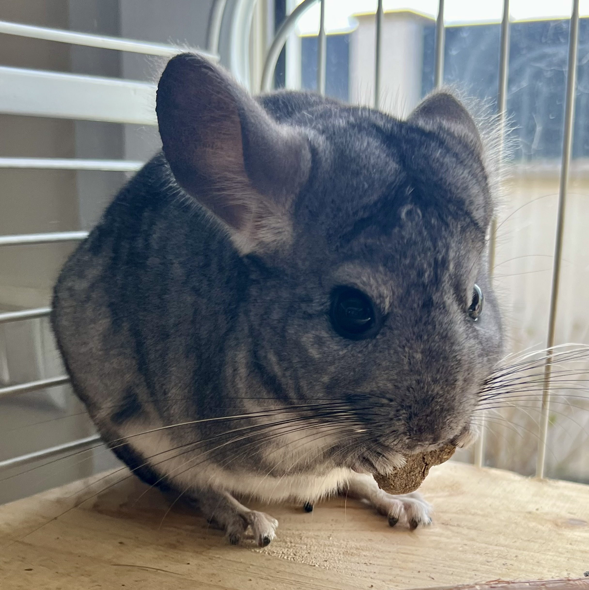 GUIMAUVE