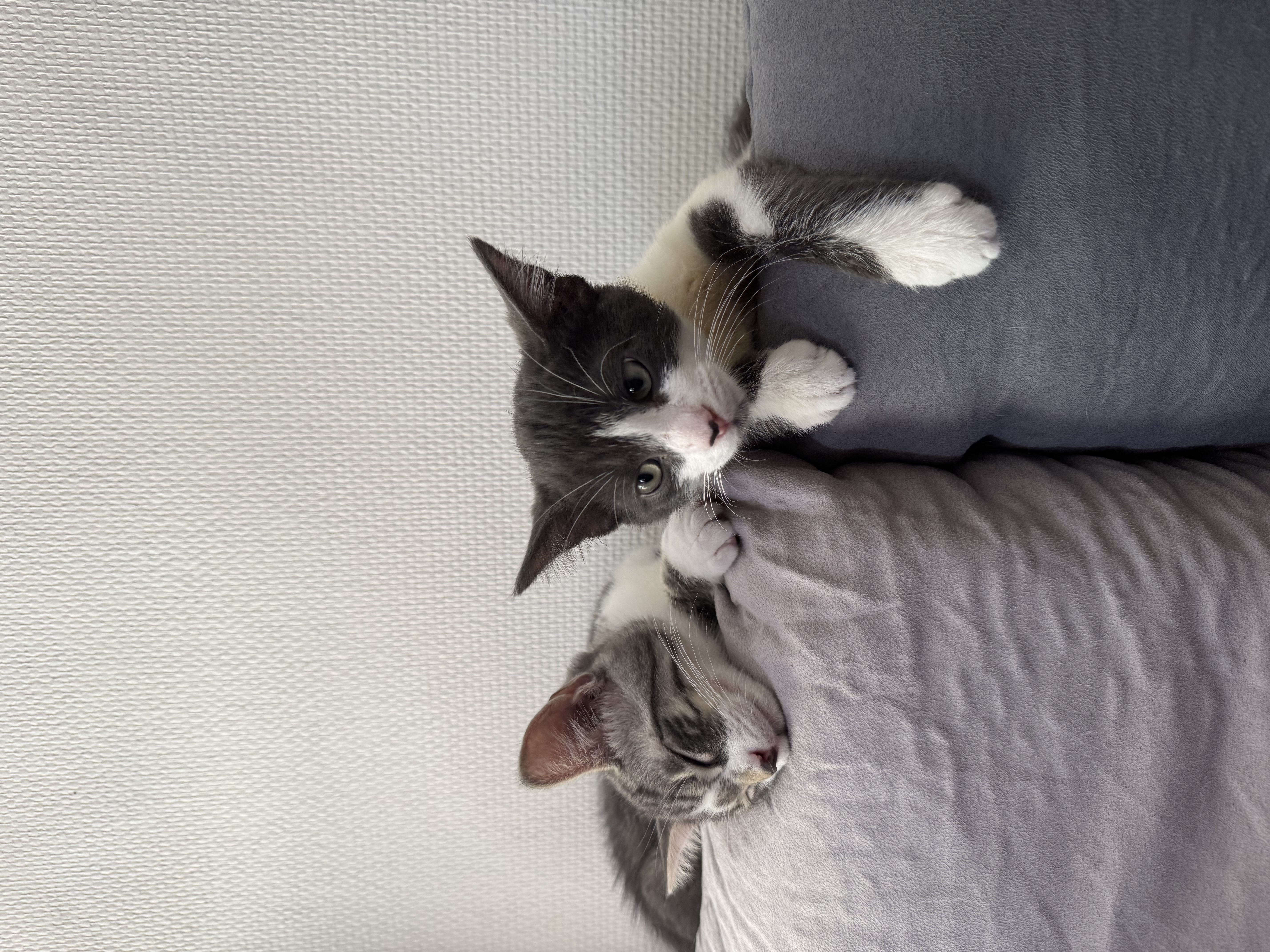 YUKI