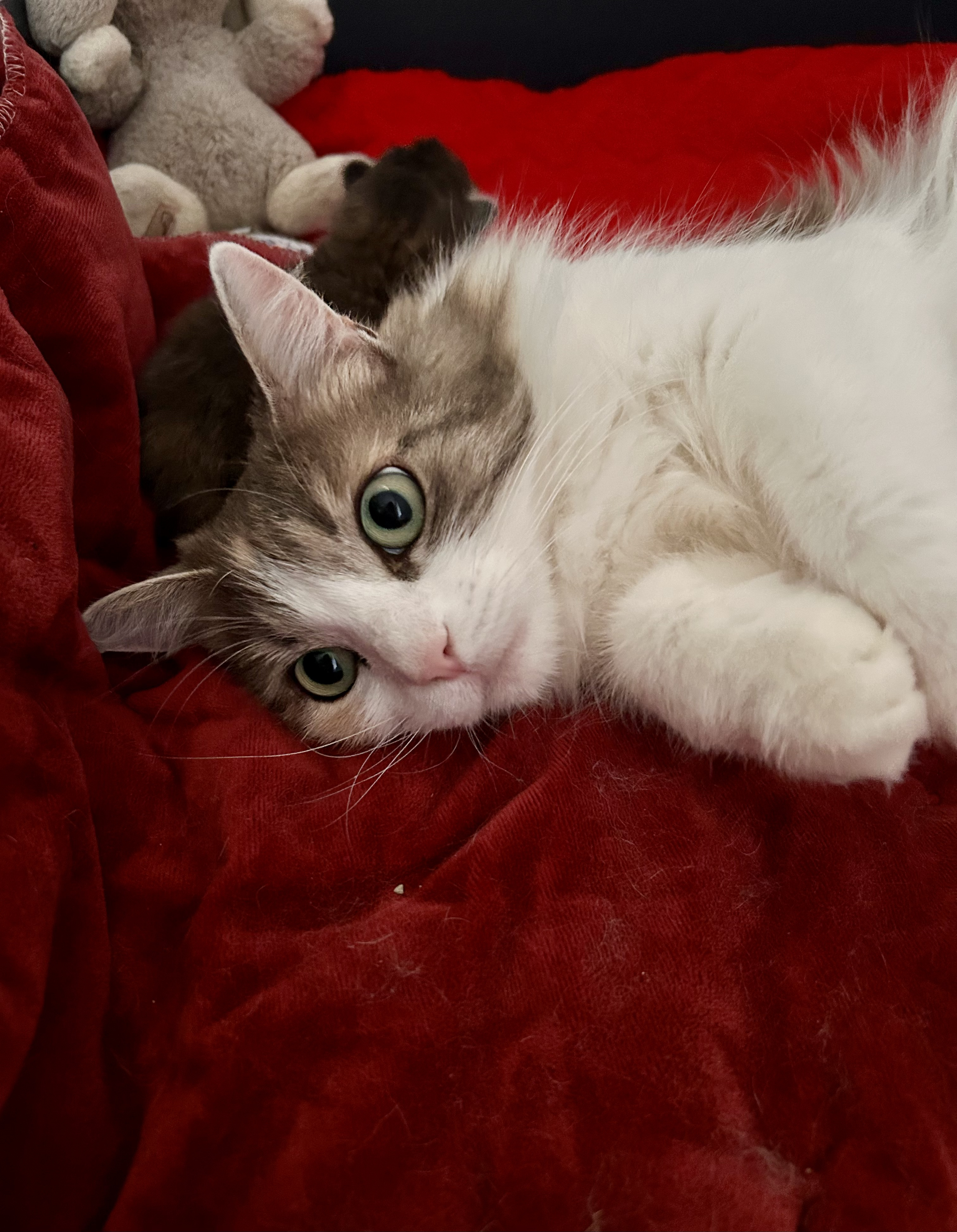 Nyla