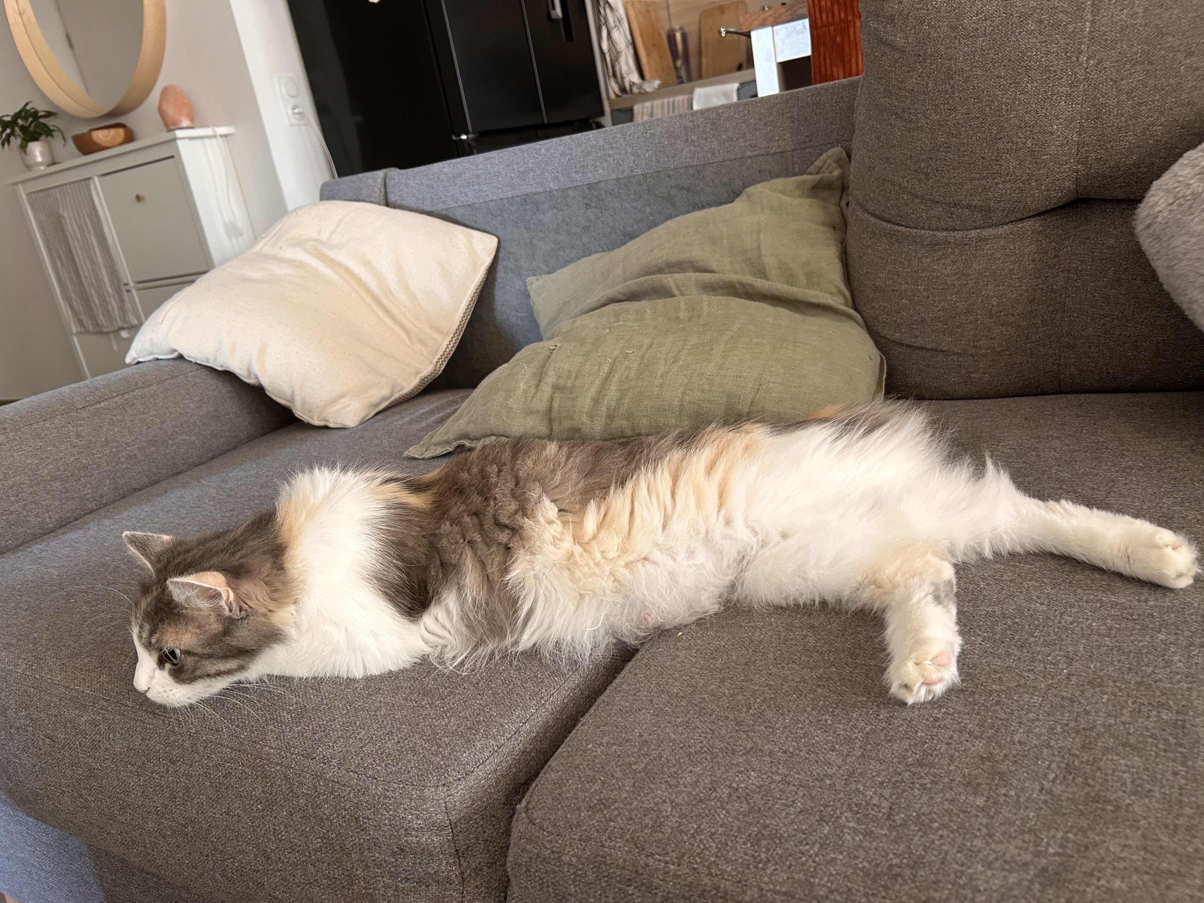 Nyla