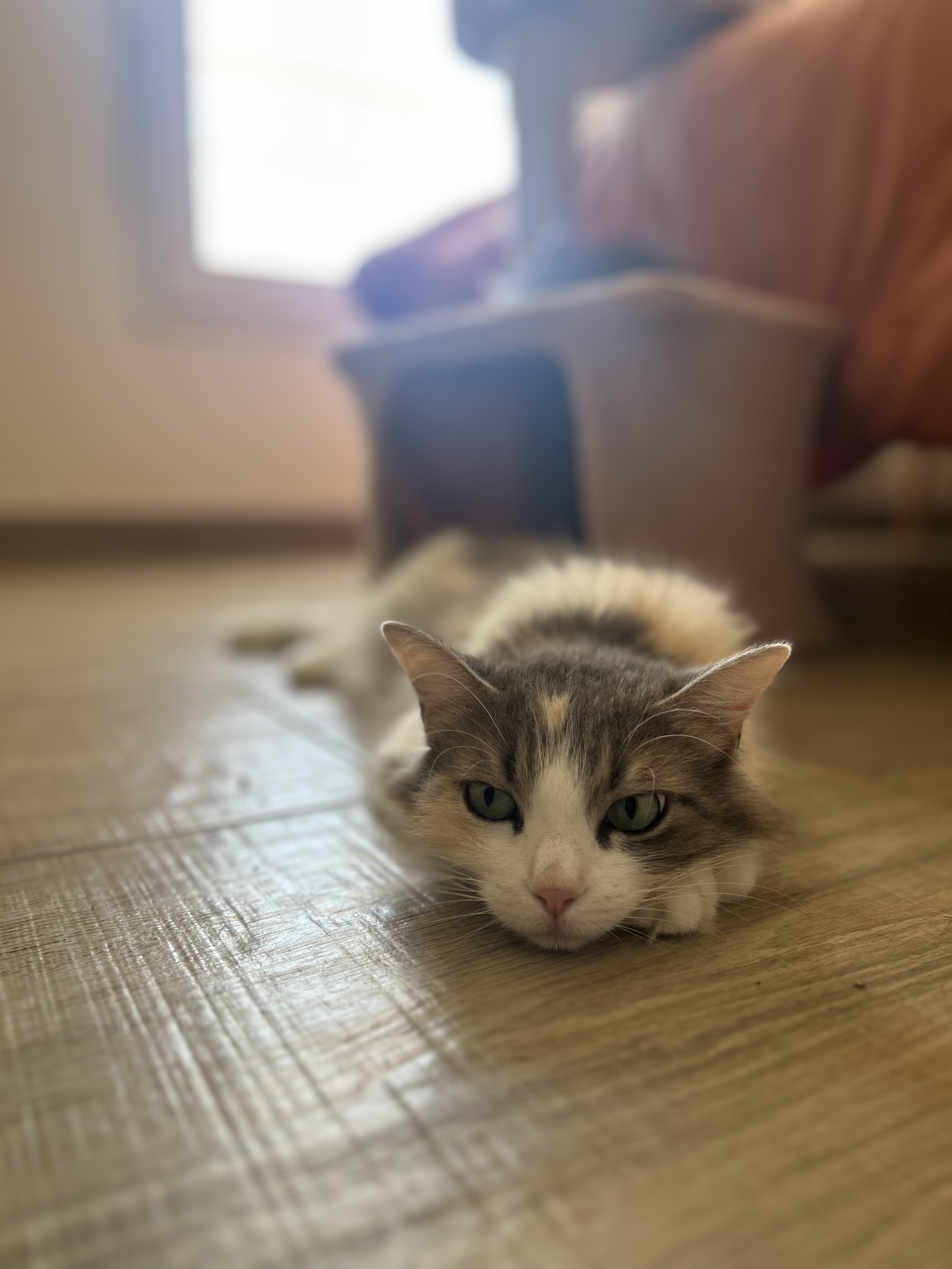 Nyla
