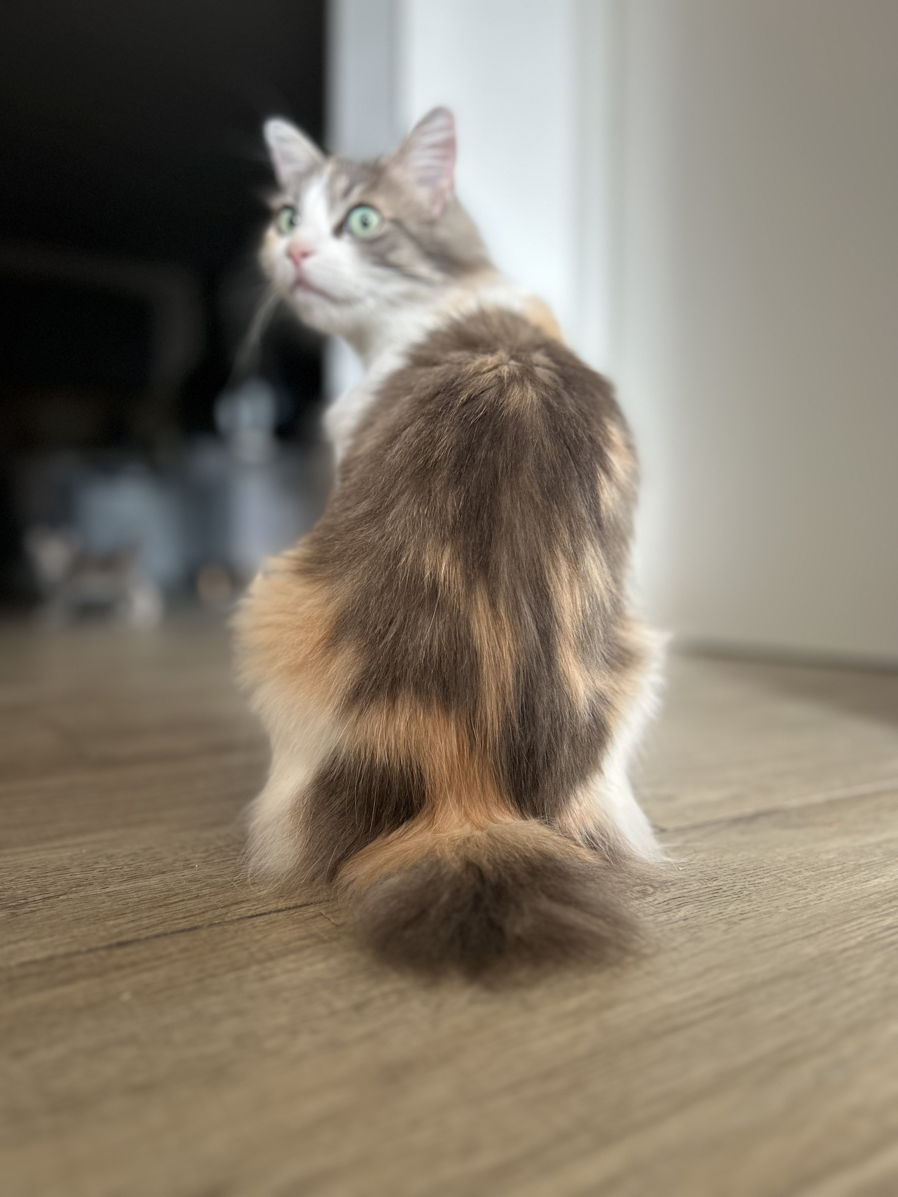 Nyla