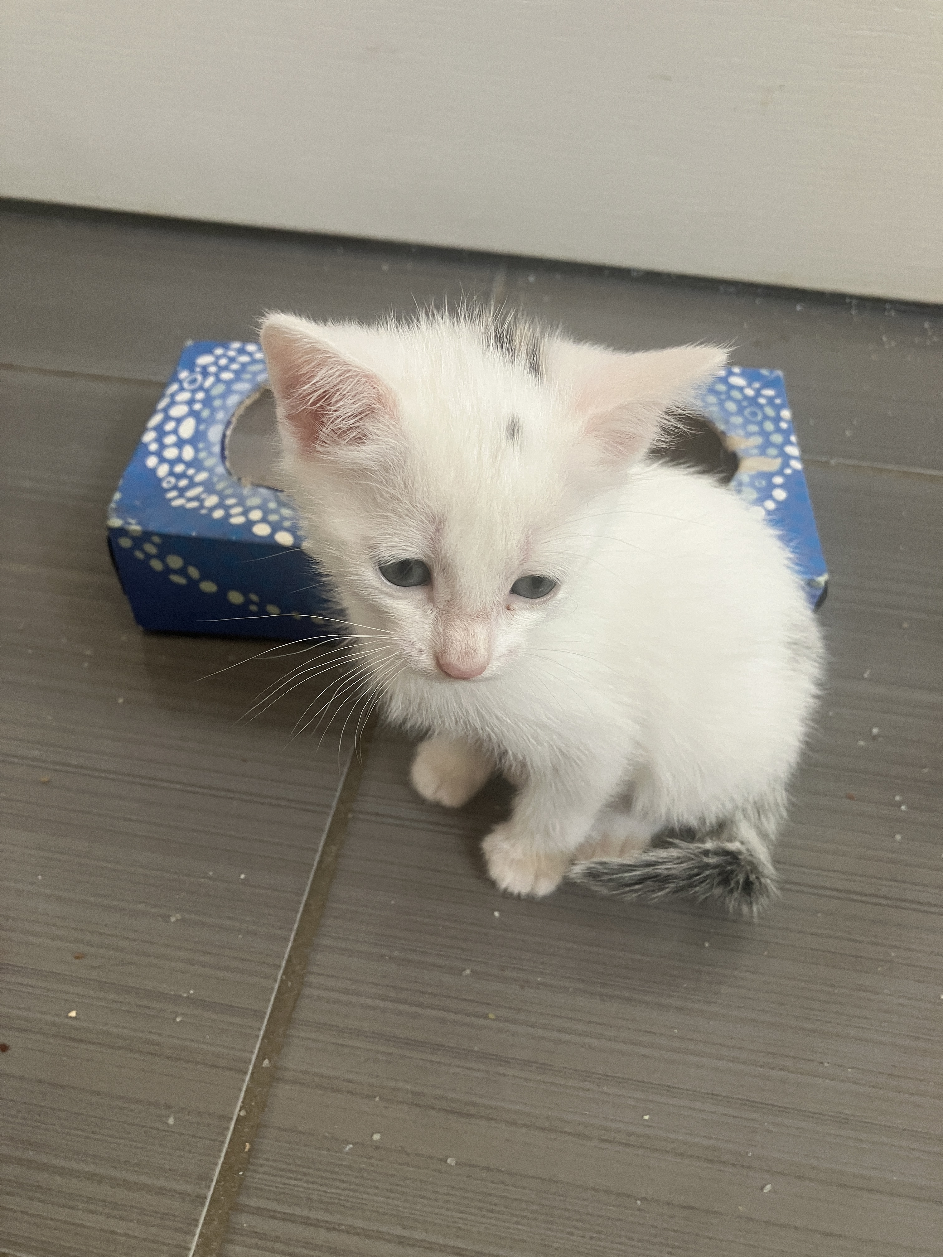 BISCUIT (blanc petite taches)