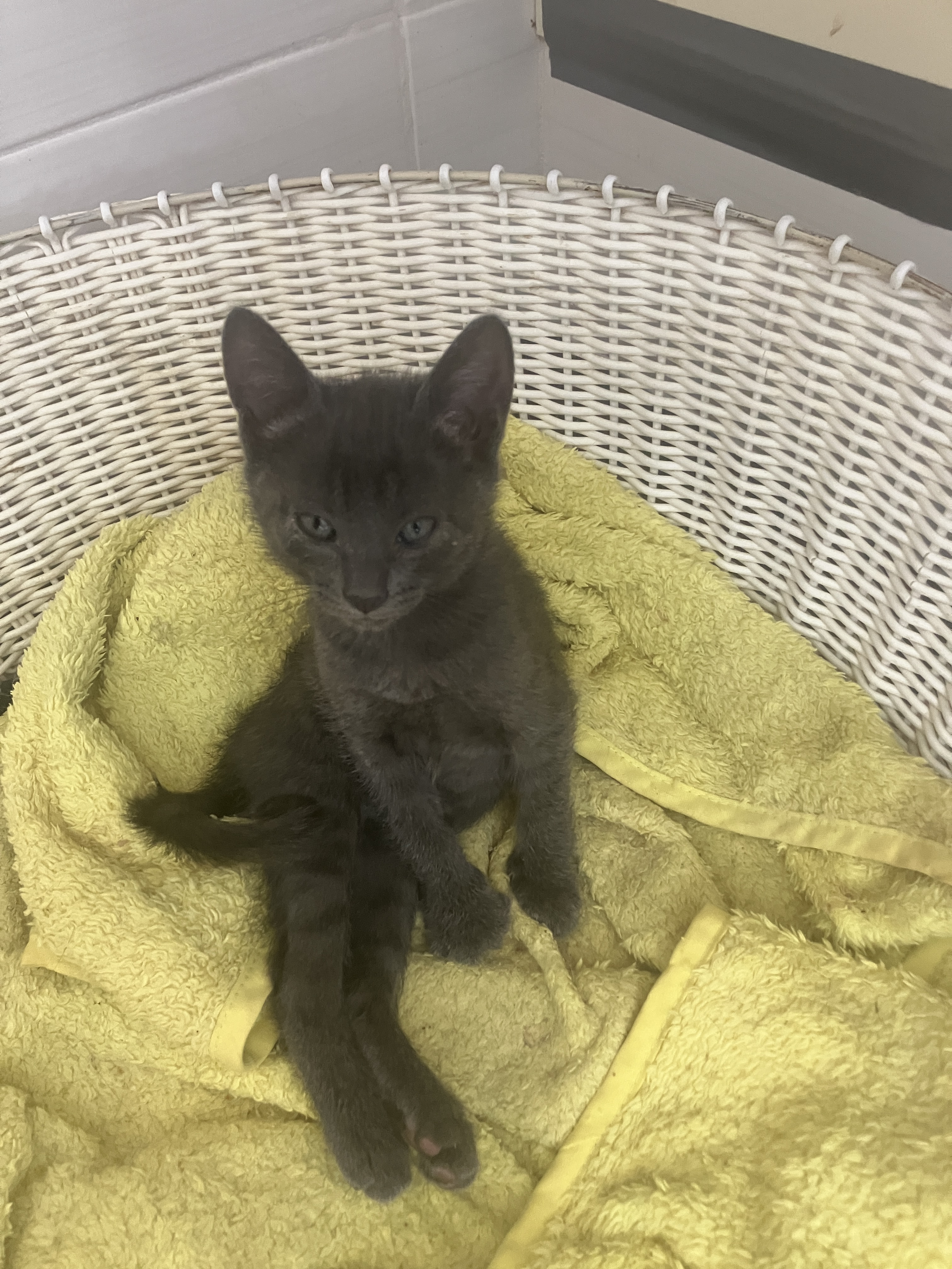 SWIFFER (gris)