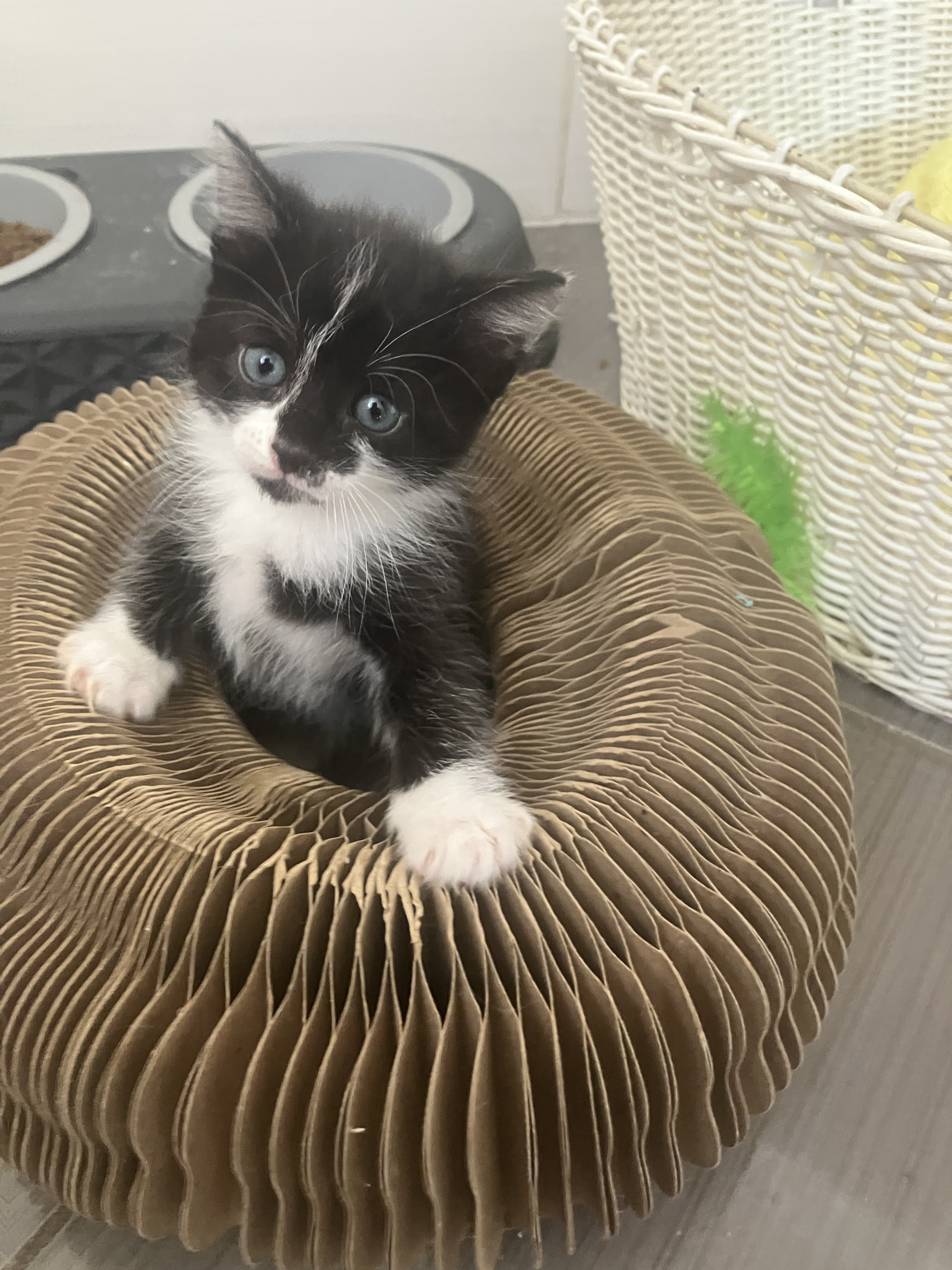 KITKAT (noir et blanc museau noir)