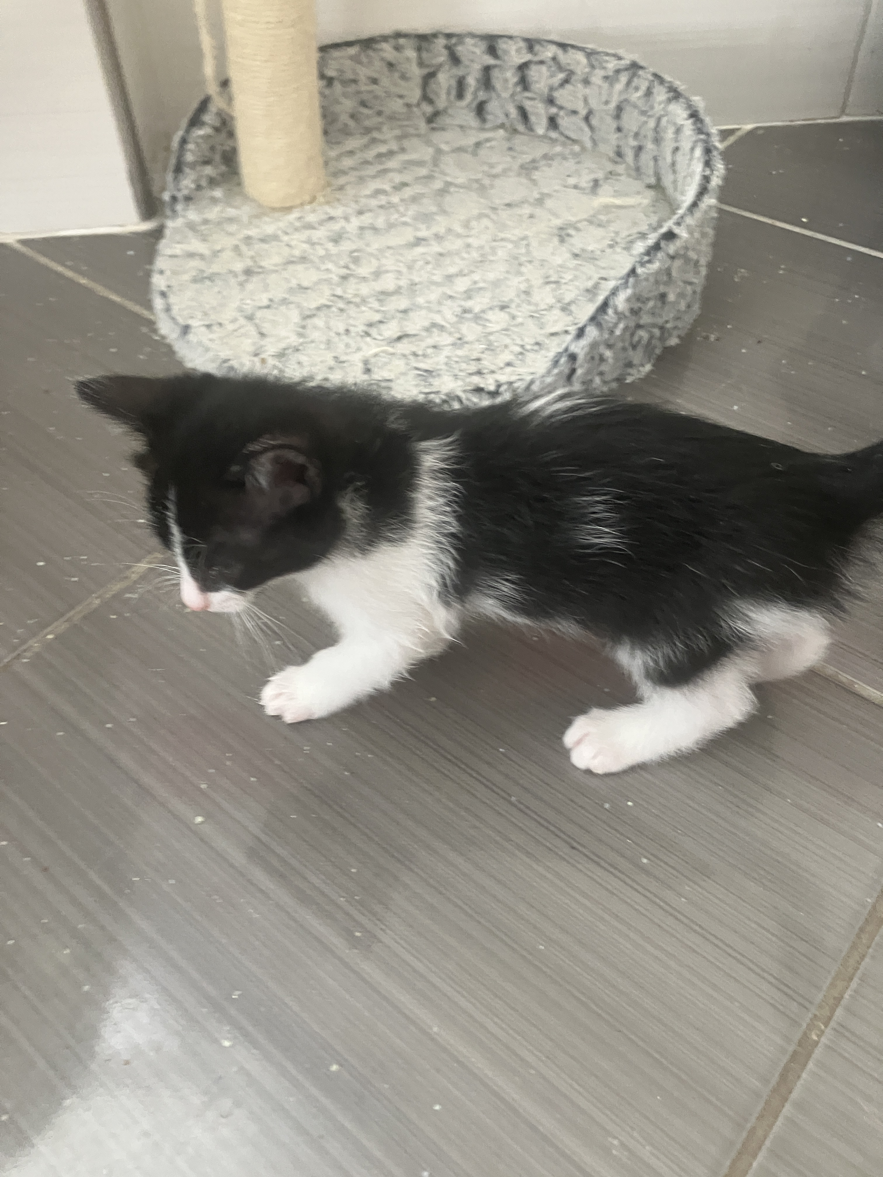 DOMINO (plus de blanc que de noir)