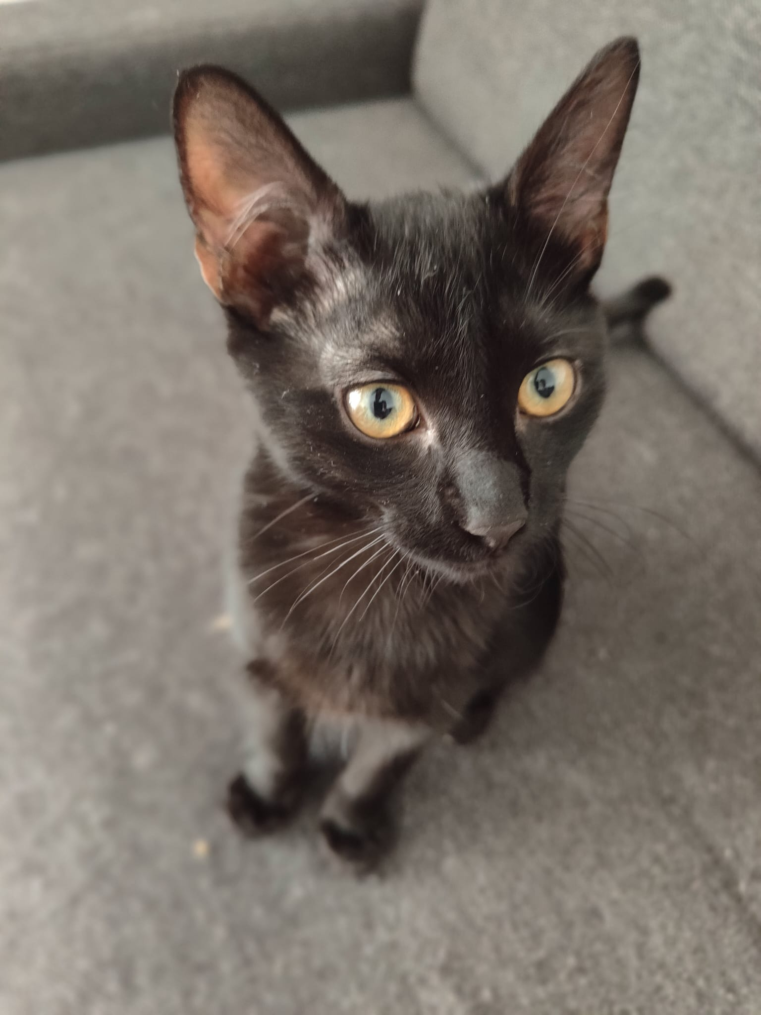 KURO