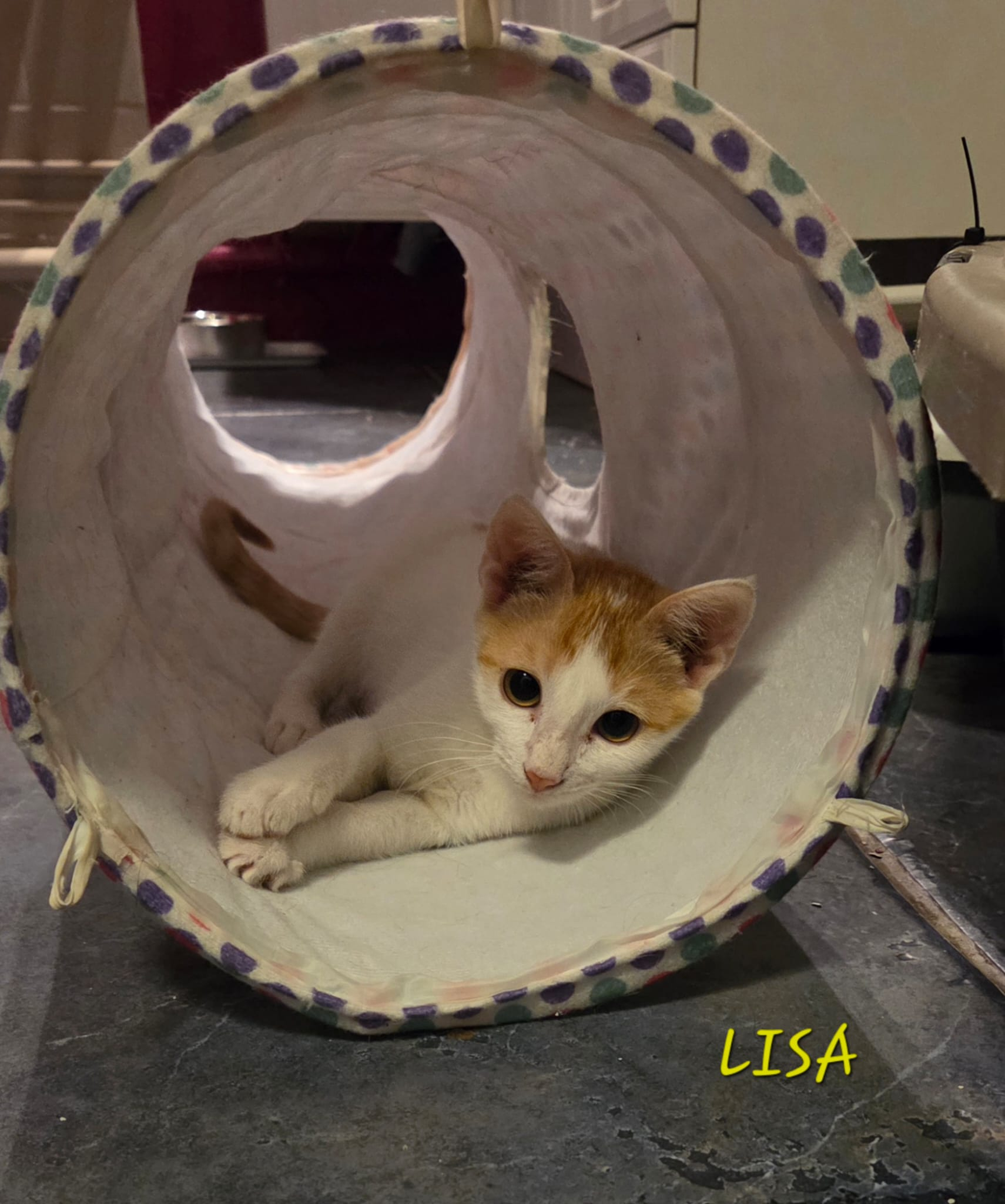 LISA