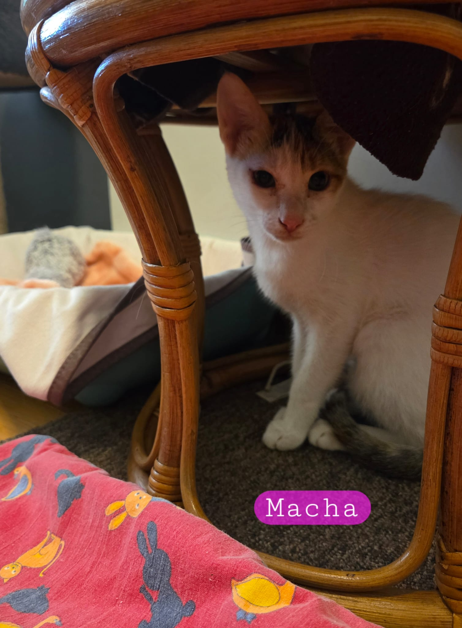 MACHA