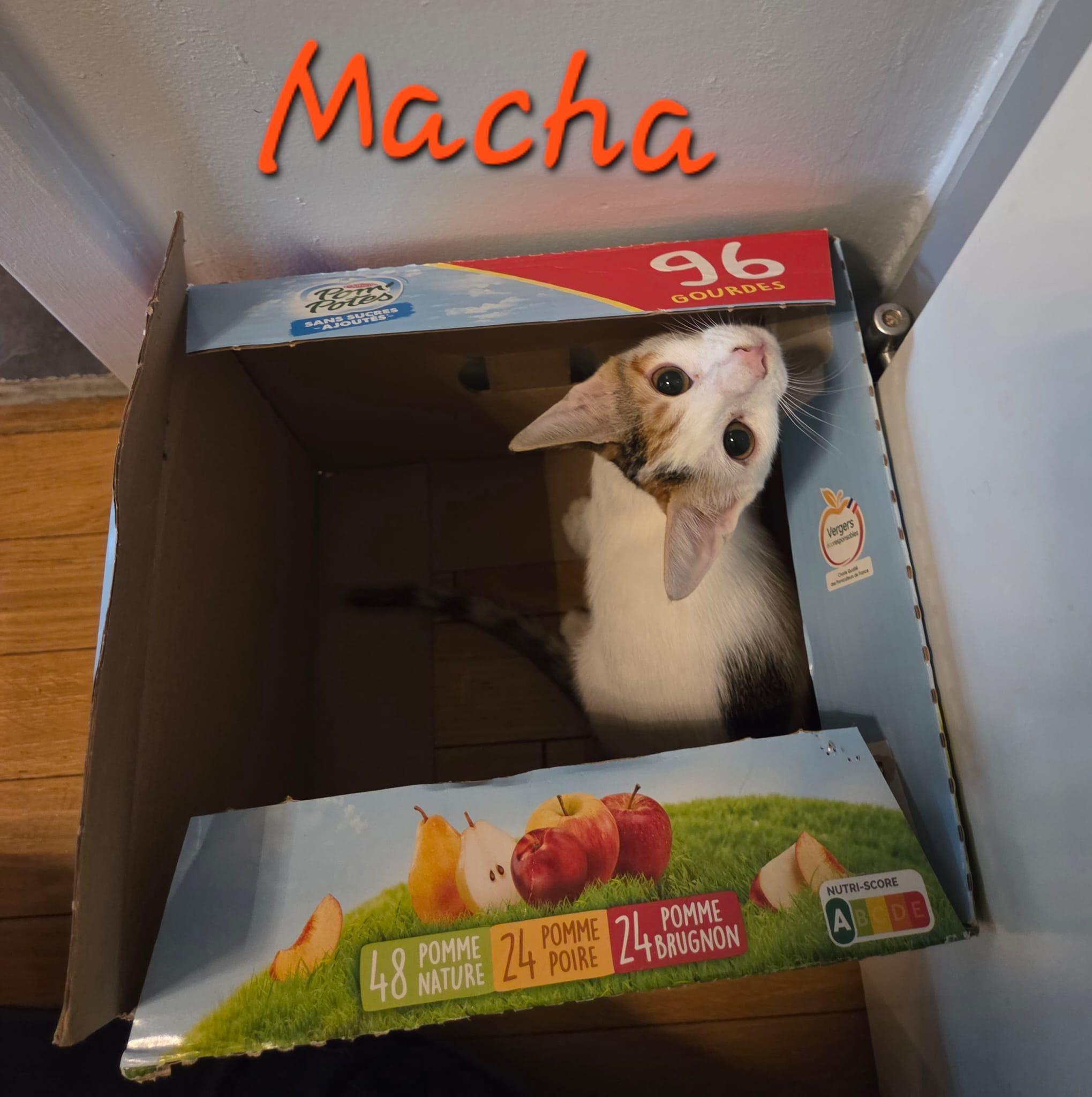MACHA