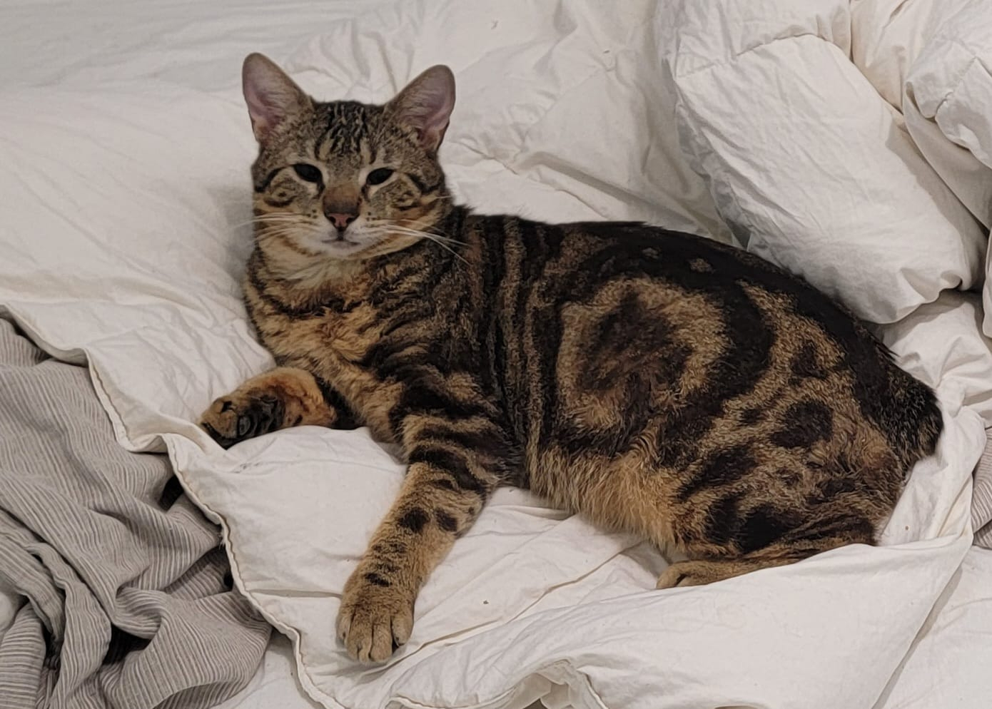 MANX