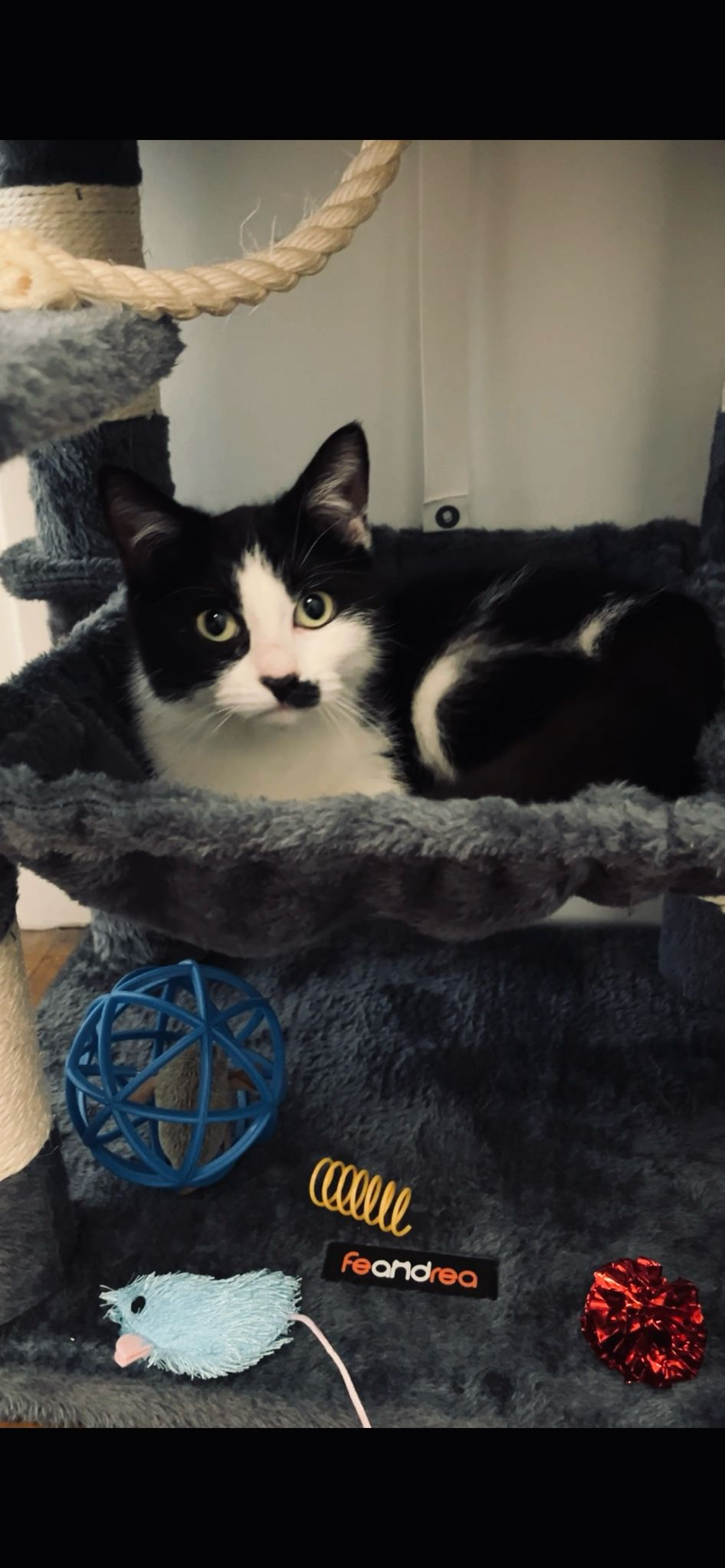MIMIE