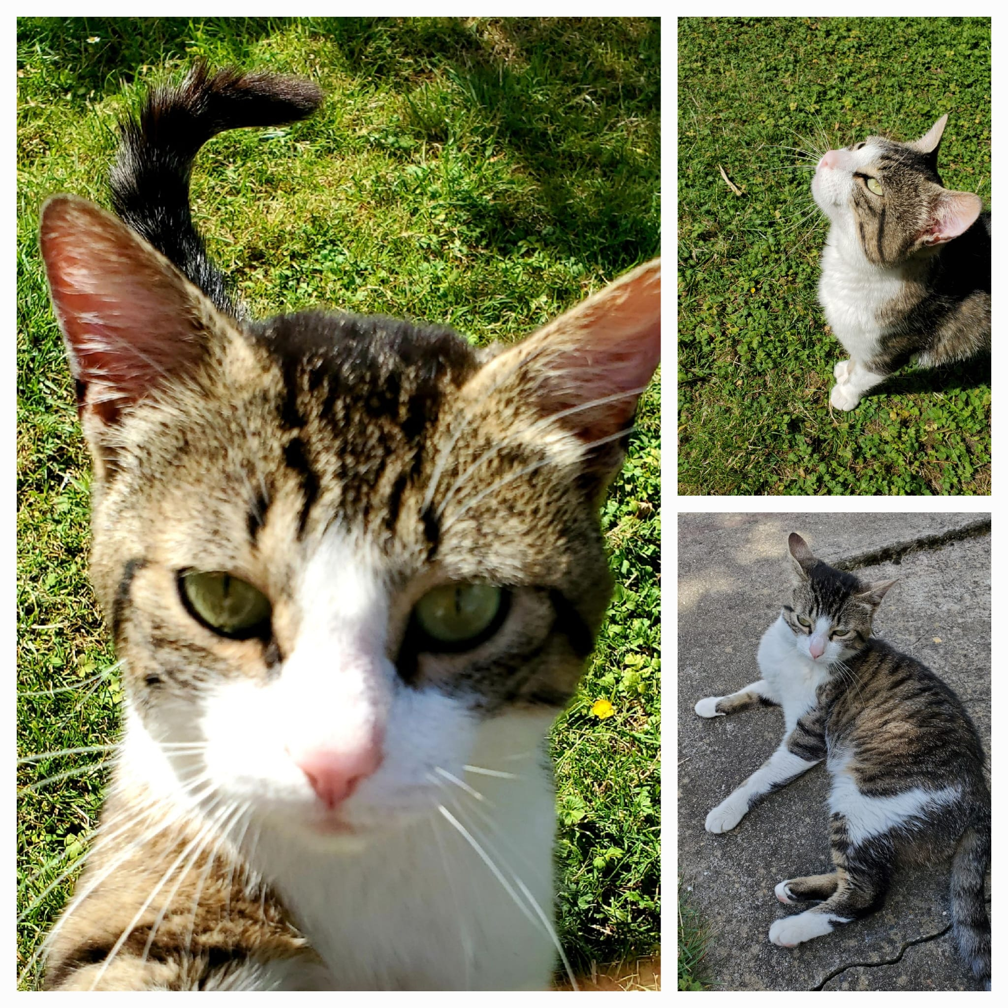 MODJO