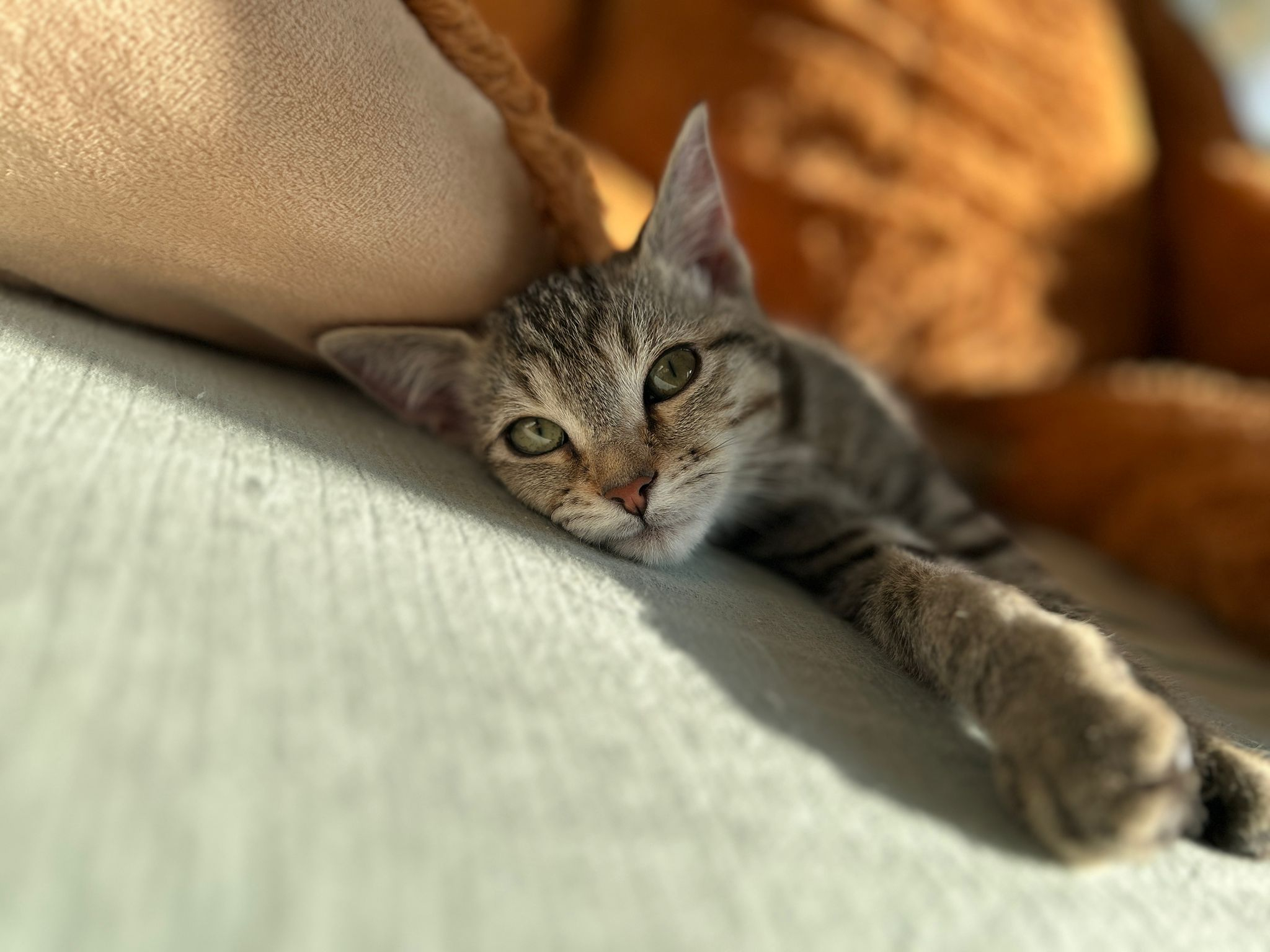 ORI