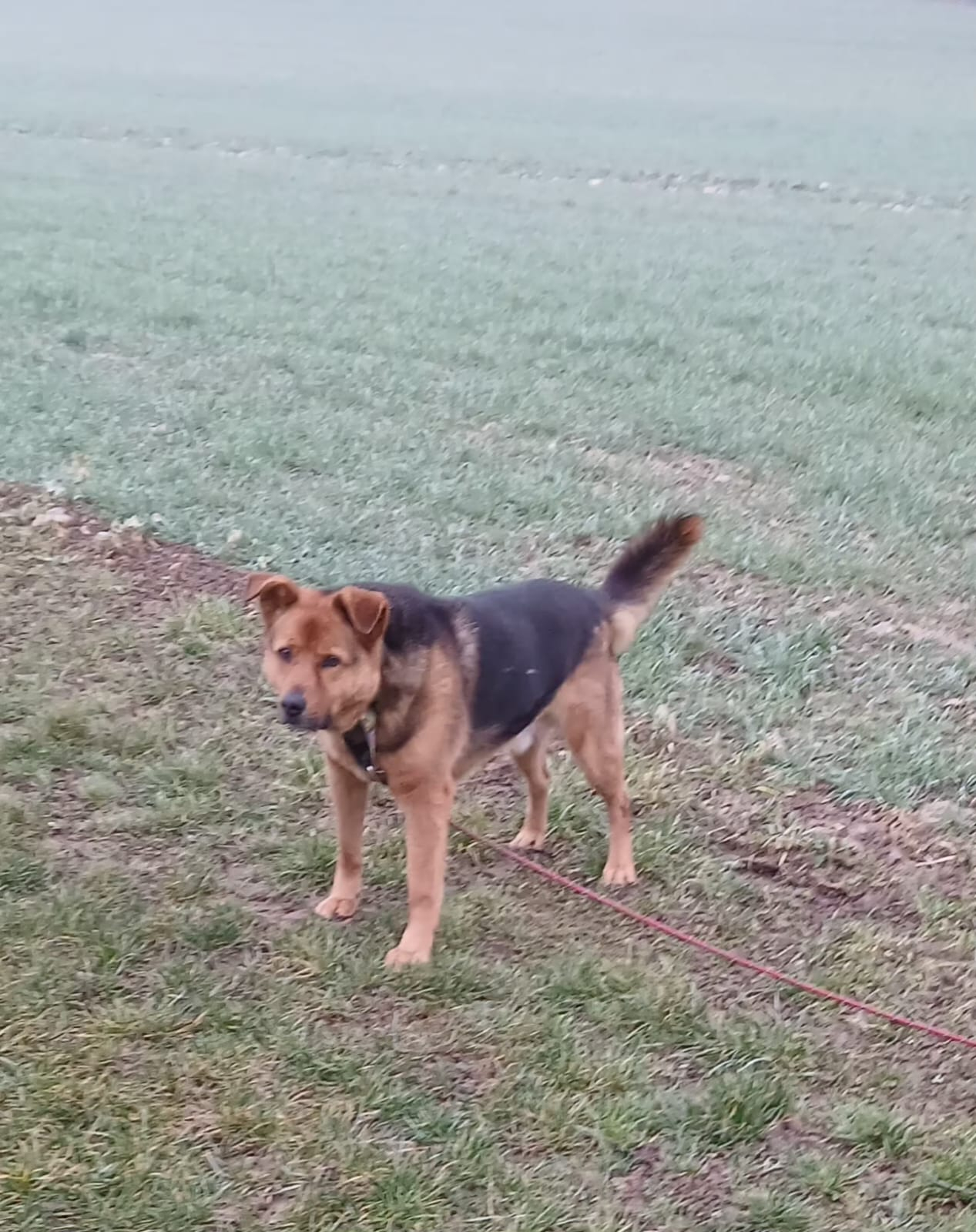 Benjy