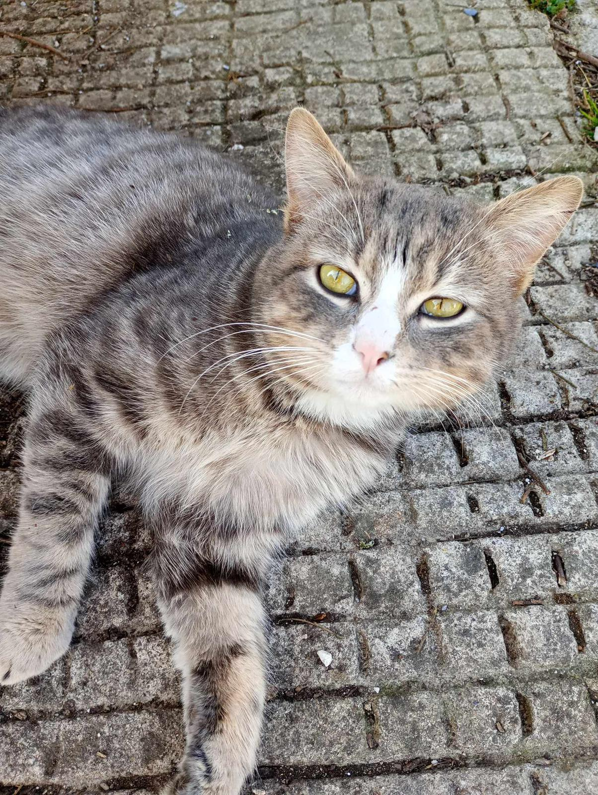 Noisette