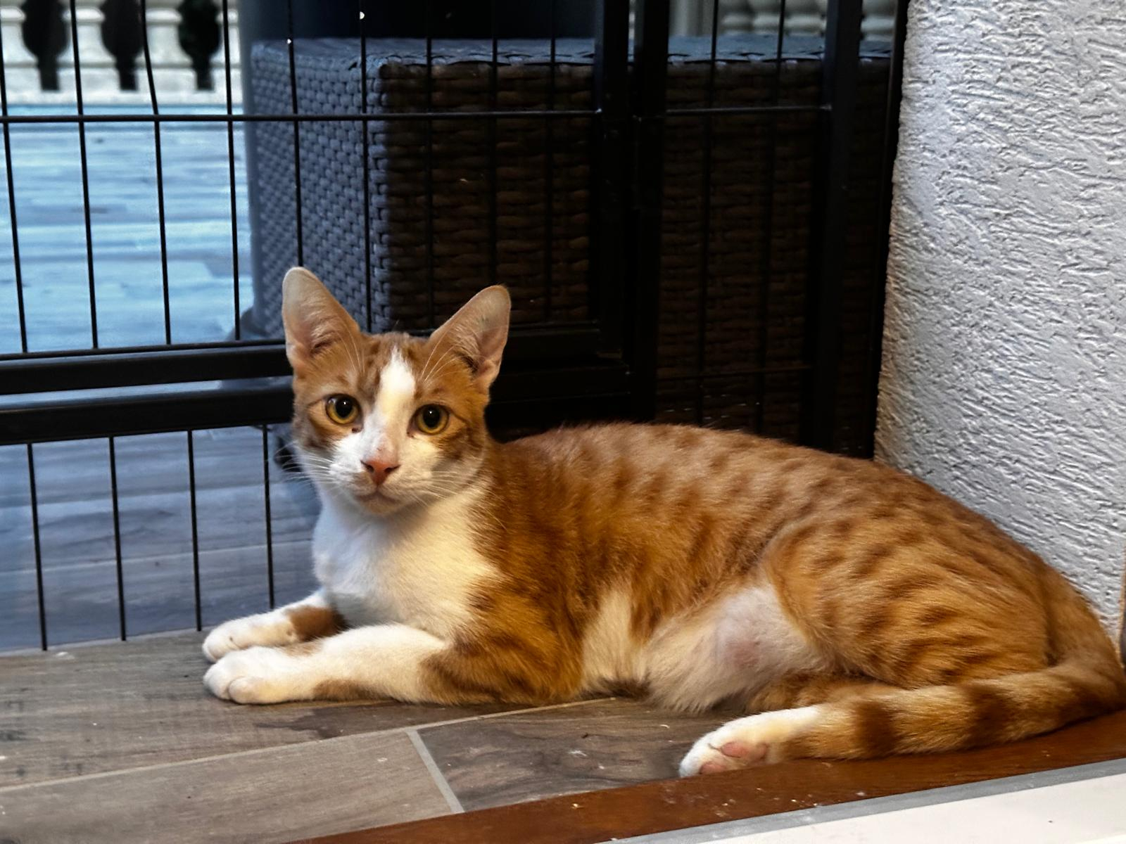 SIMBA