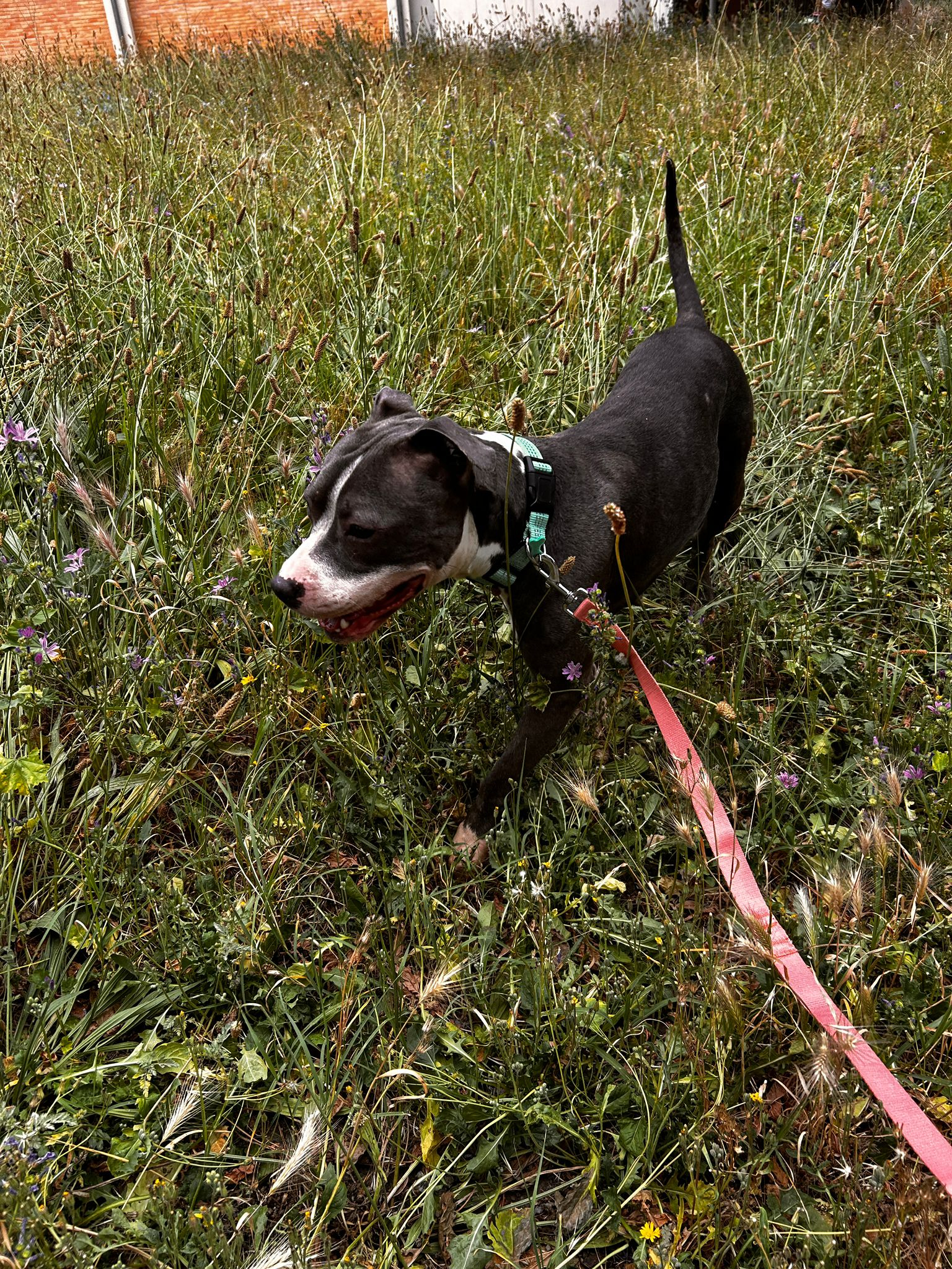 Nova