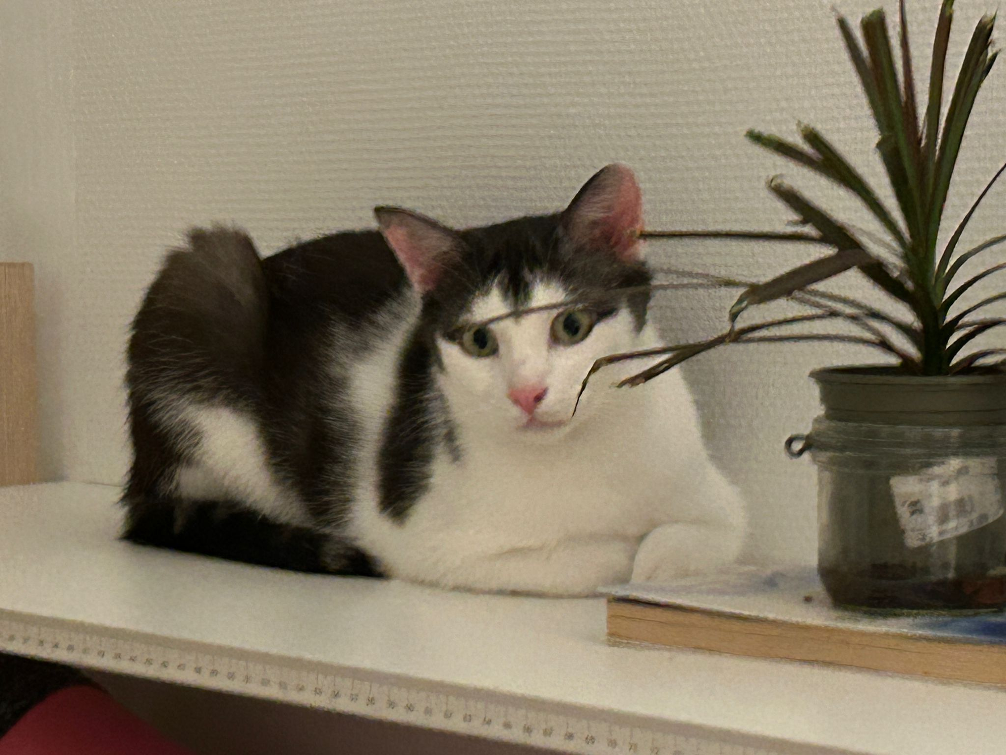 TOR