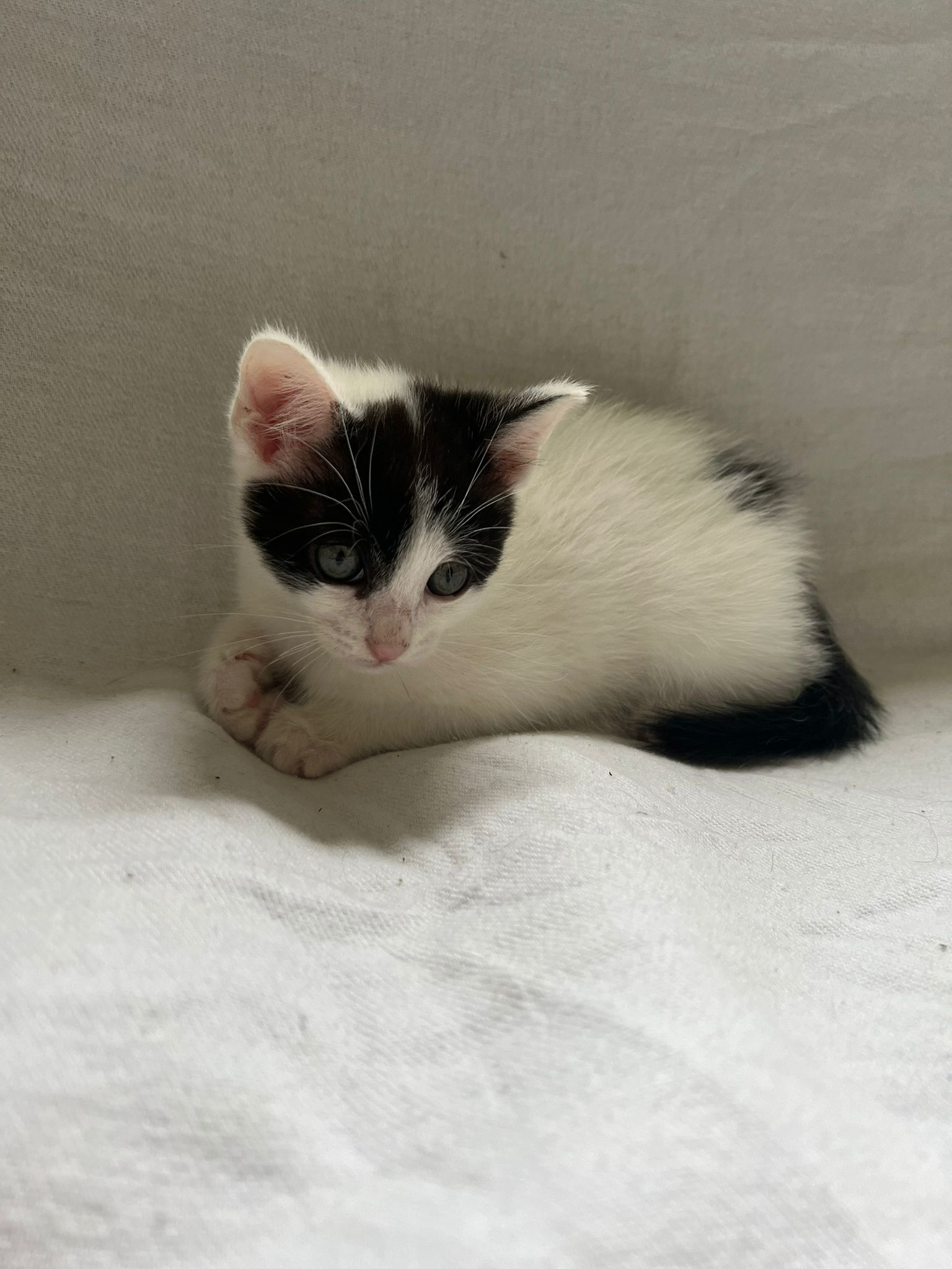 Pongo