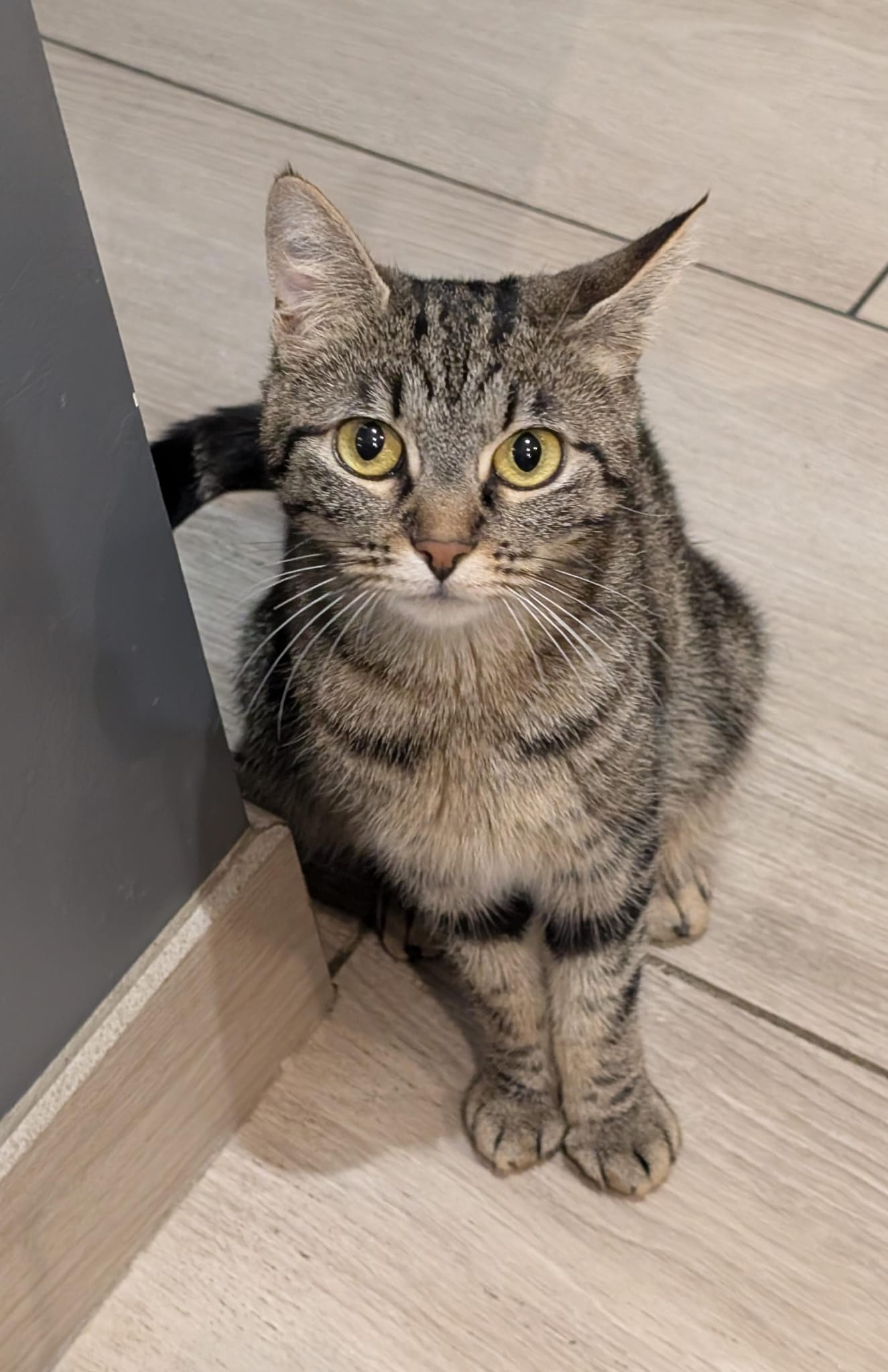 TORA