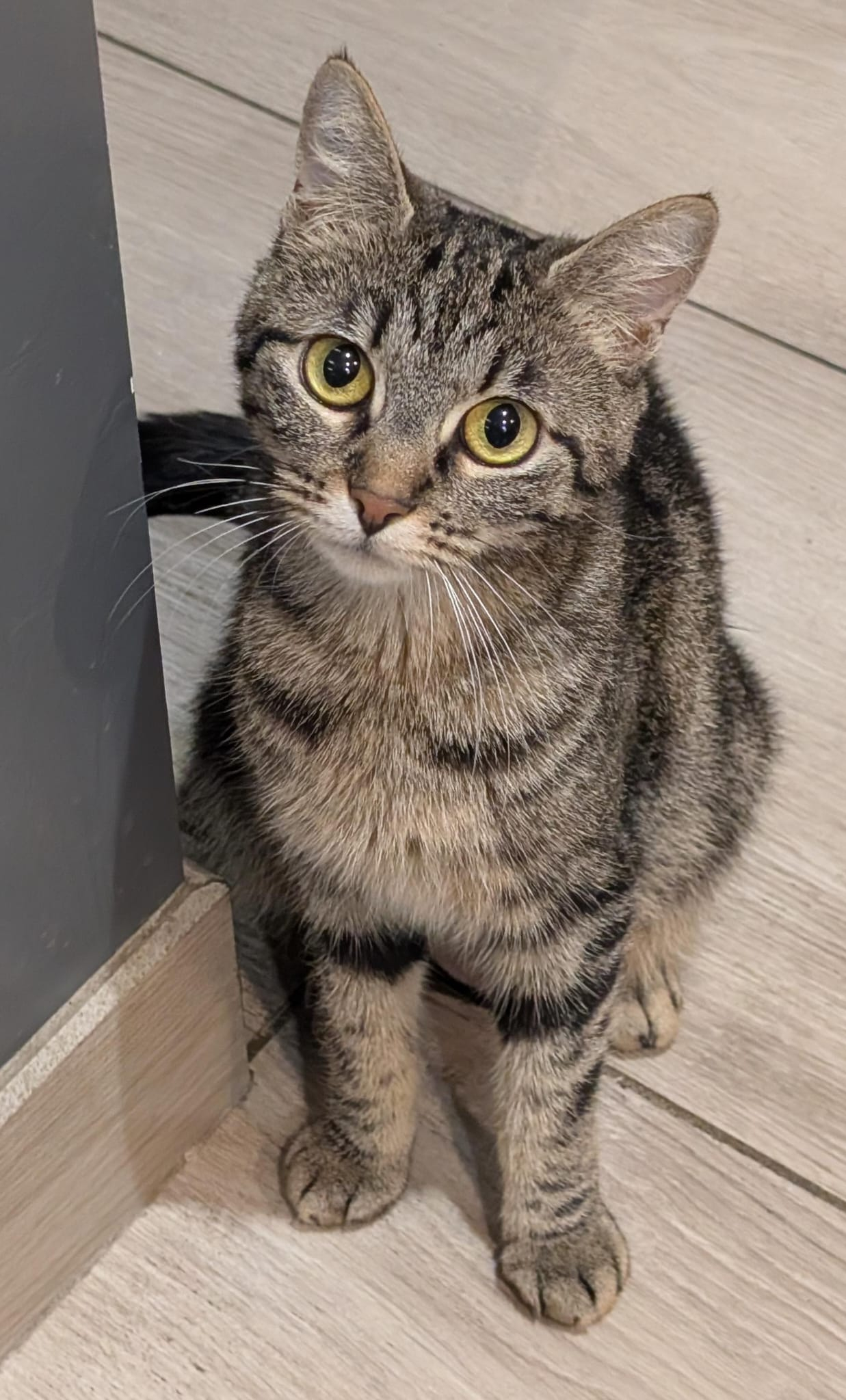 TORA
