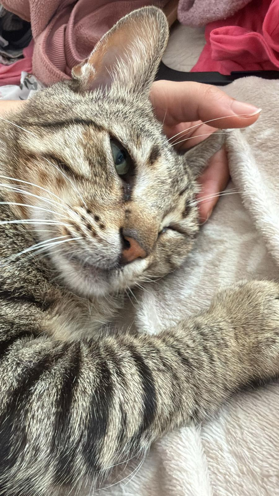 BOUBOULE