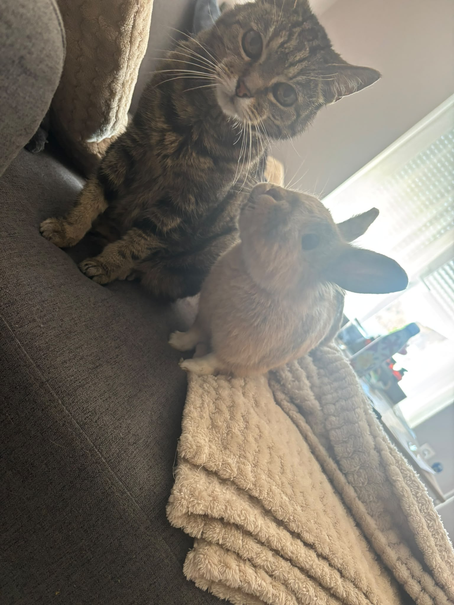 KUMA