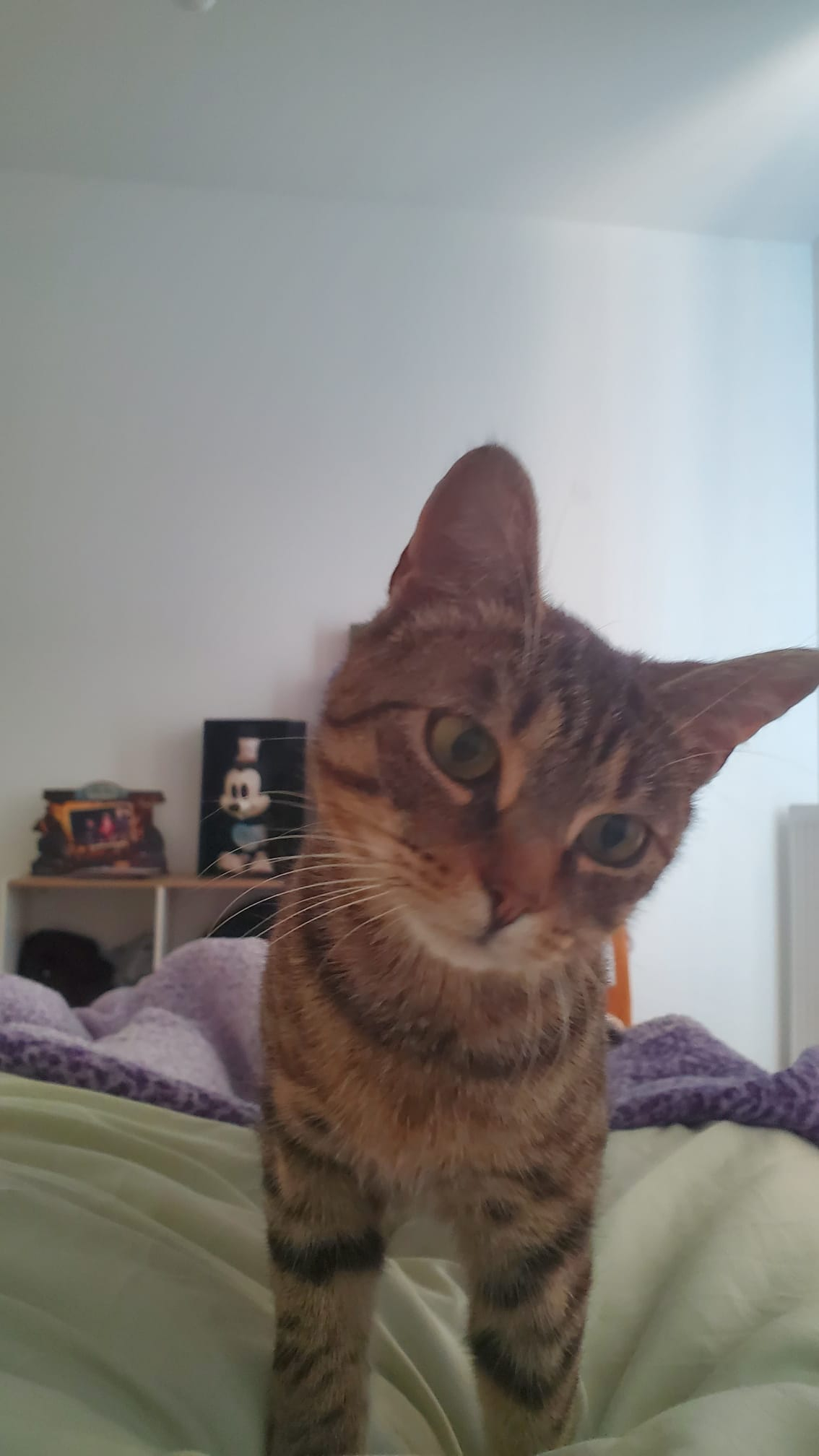 ZORO