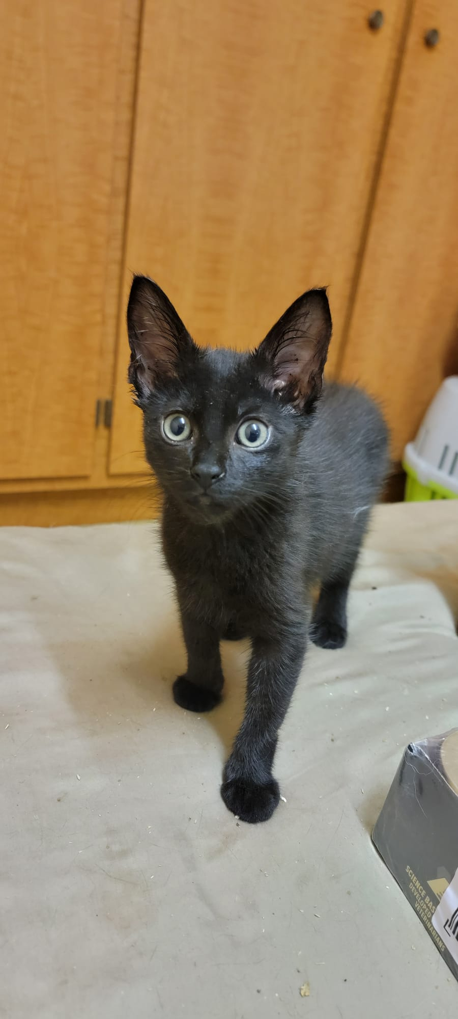 ZORRO