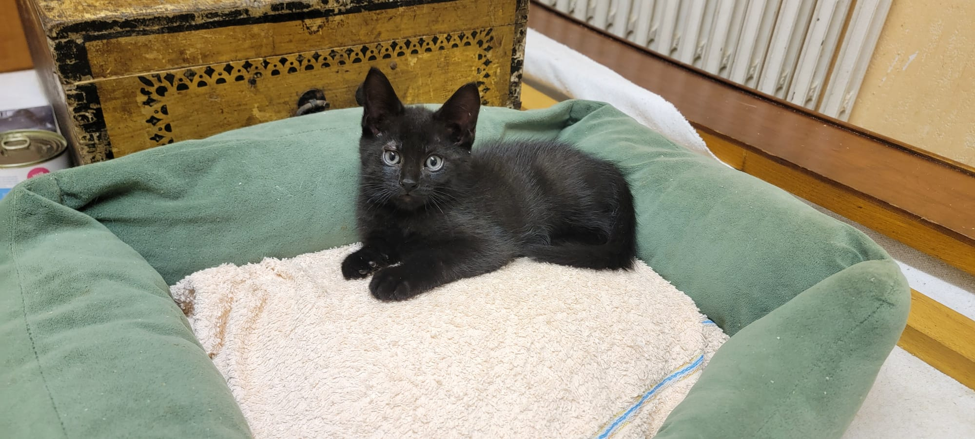 ZORRO
