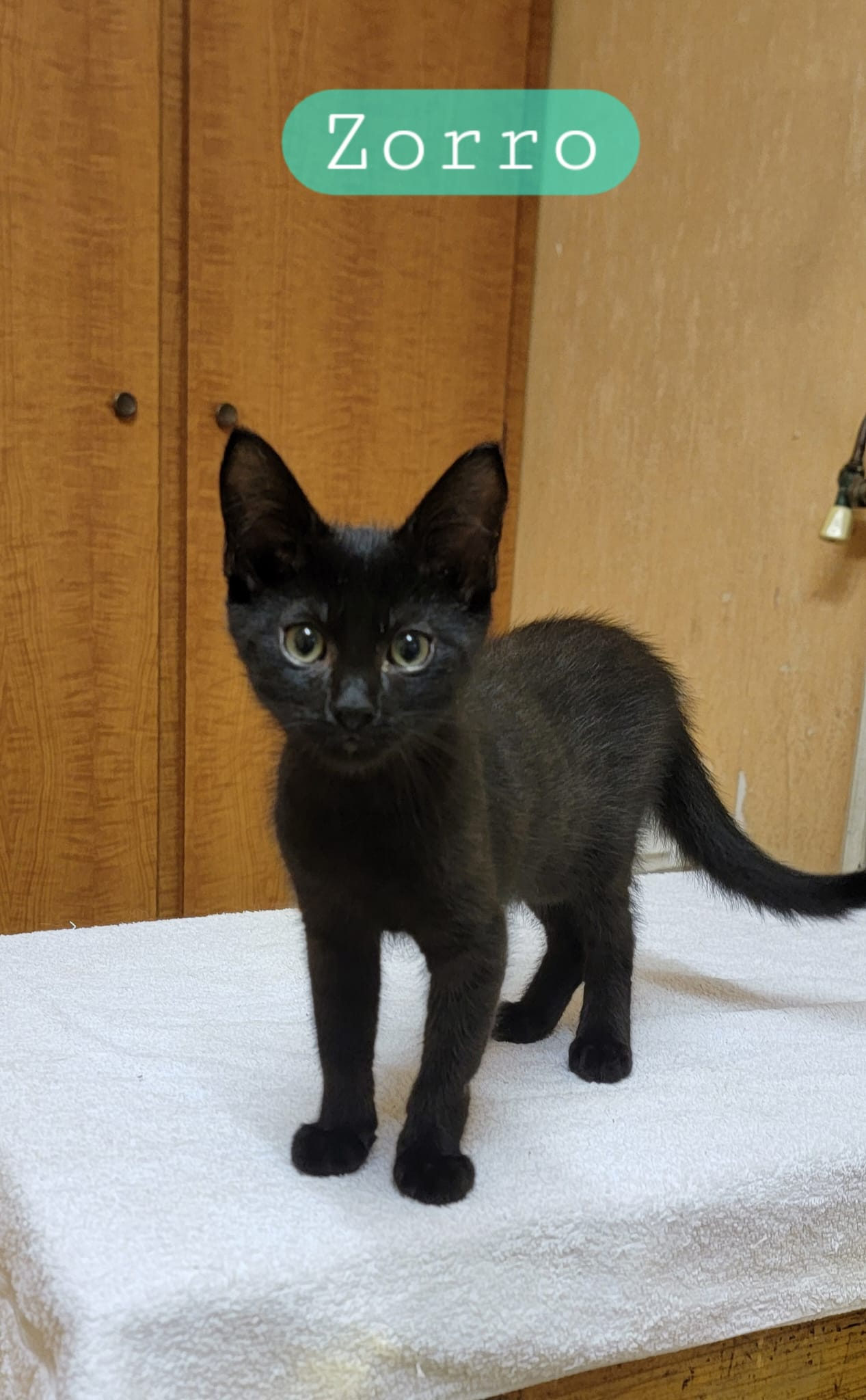 ZORRO