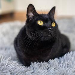 Chat - VAIA