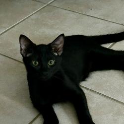 Chat - RAPIDO