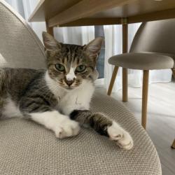 Chat - Zora