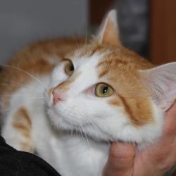 Chat - Yama