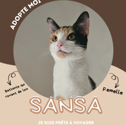 Chat - SANSA