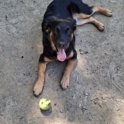 Chien - Nouba