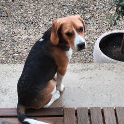 Chien - JARRY
