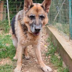 Chien - Lordon