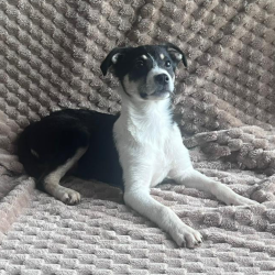 Chien - Baïana (Yin)