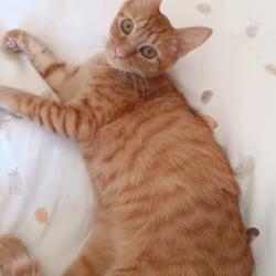 Chat - Oliver