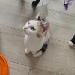 Chat - Brisis