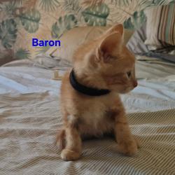 Chat - Baron (chaton Mina)