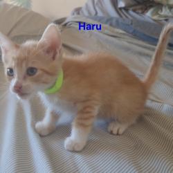 Chat - Haru (chaton Mina)