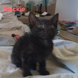 Chat - Blackie (chaton Zoé)