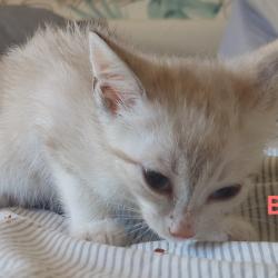 Chat - Bandie (chaton Mina)