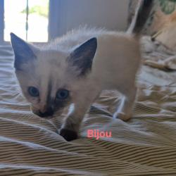 Chat - Bijou (chaton Zoé)