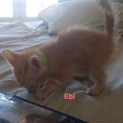 Chat - Ebi (chaton Zoé)