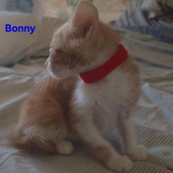 Chat - Bonny (chaton Mina)